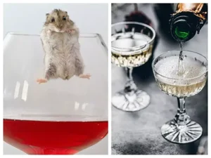 Wine Made From Baby Mice An Odd Infusion