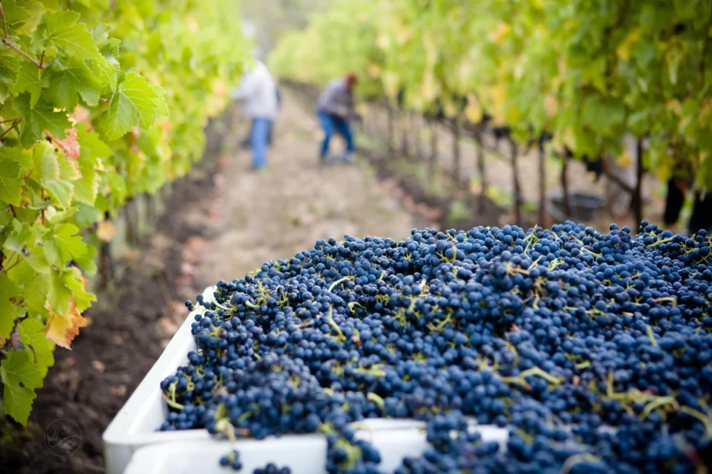 Organic and natural wines