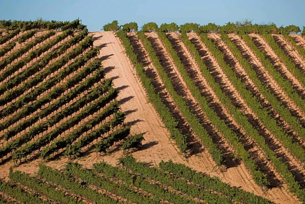Vineyard sustainability techniques