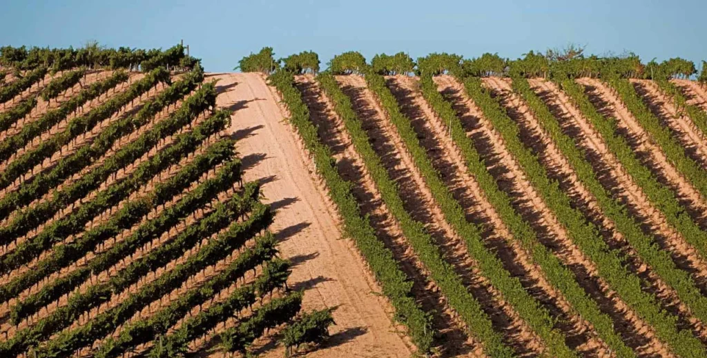 Vineyard sustainability techniques