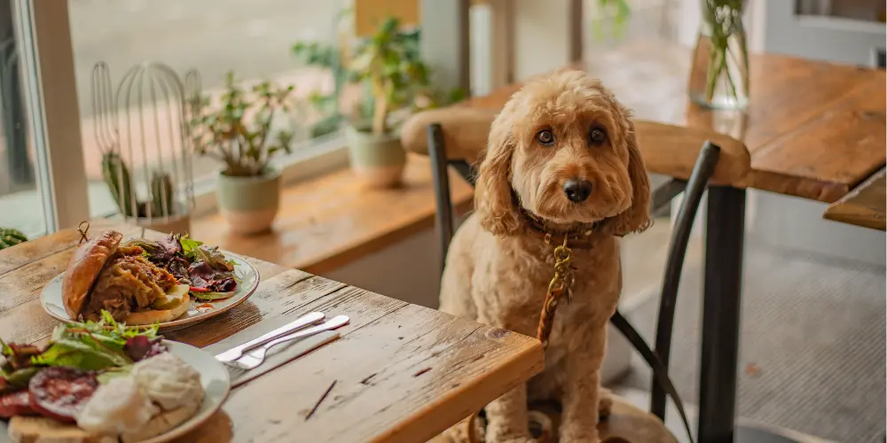 Dog-friendly restaurant